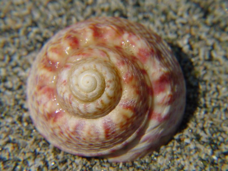 Gibbula magus